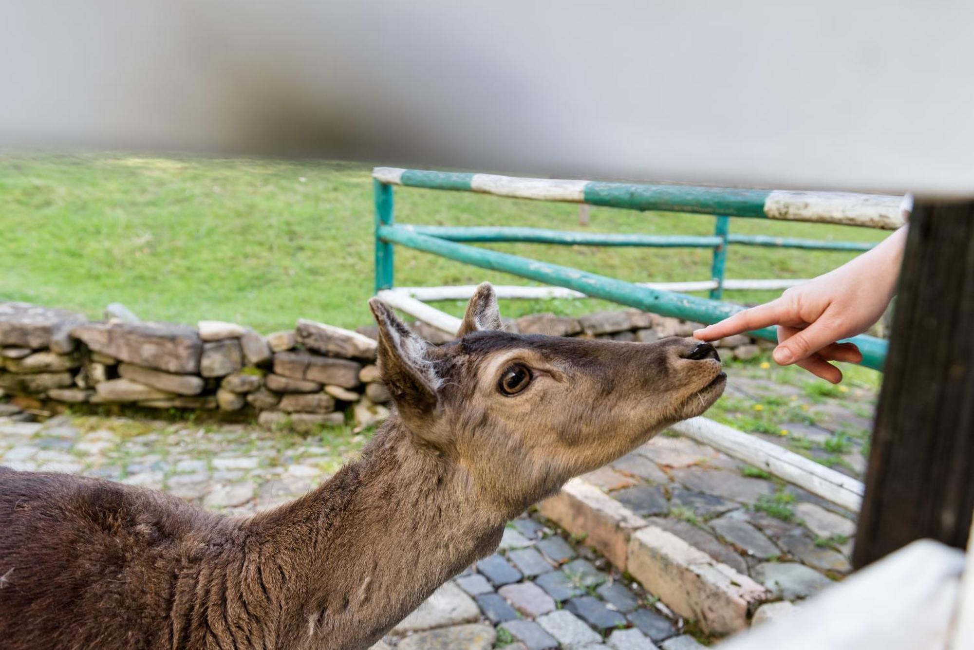 Pensiunea Casa Bunicilor Mînăstirea Humorului Kültér fotó